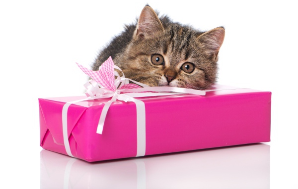 Маленький серый котенок с розовым подарком на белом фоне