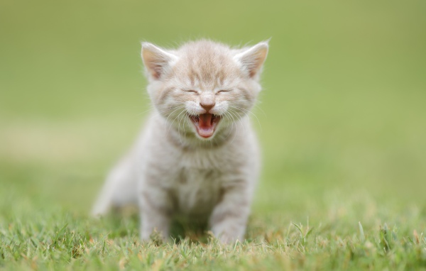 Маленький рыжий котенок на зеленой траве 