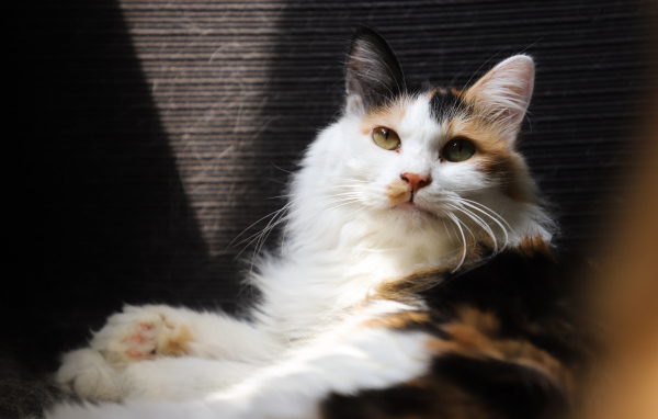 Взгляд красивой трехцветной кошки