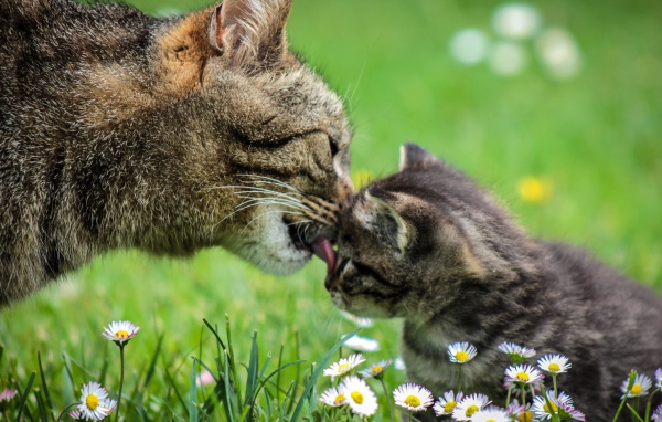 Мама кошка умывает серого котенка на зеленой траве