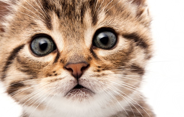 Морда маленького милого котенка на белом фоне крупным планом