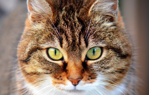 Морда красивого серого кота с желтыми глазами