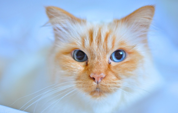 Морда рыжей голубоглазой кошки