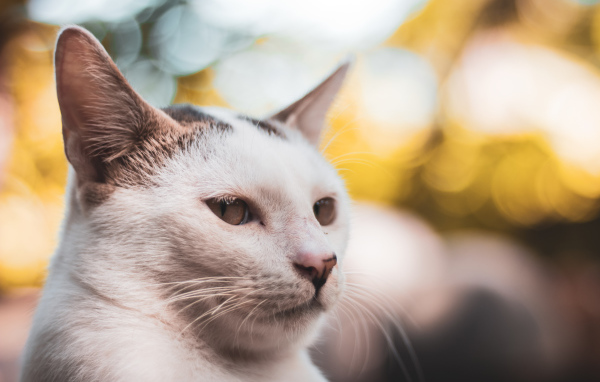 Морда белого кота крупным планом 