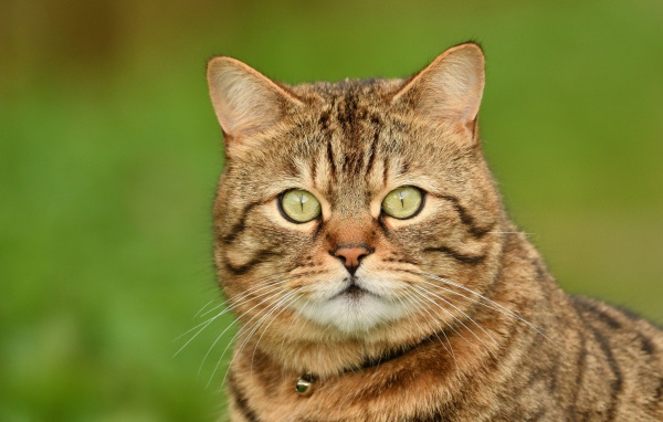 Морда породистого серого кота крупным планом 