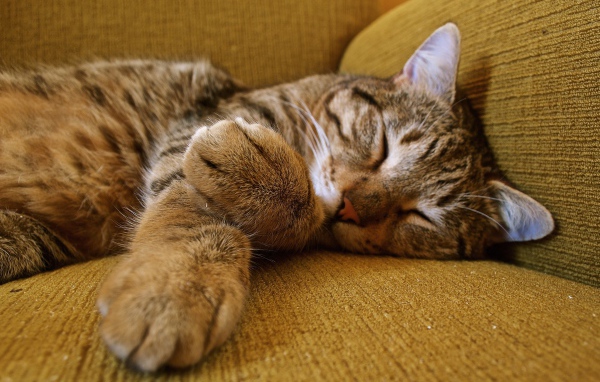 Милый серый кот спит на диване