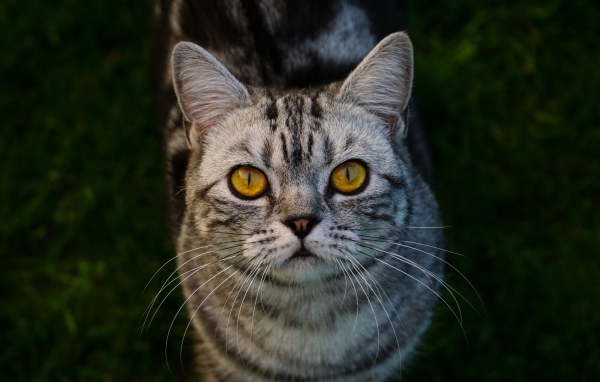 Породистый серый кот с желтыми глазами на зеленой траве