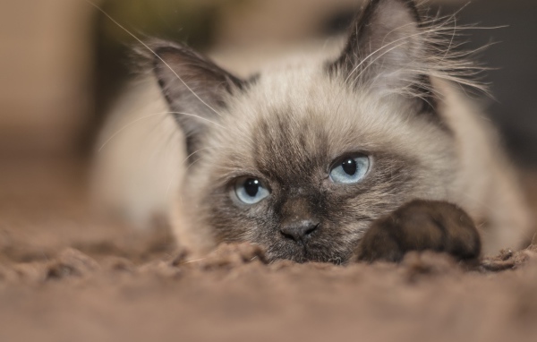 Породистый голубоглазый кот лежит на траве