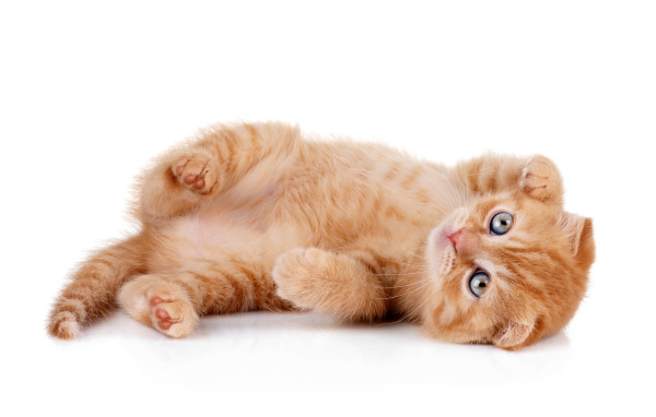 Породистый рыжий котенок на белом фоне