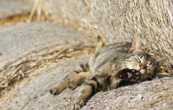 Рыжий котенок спит на сене