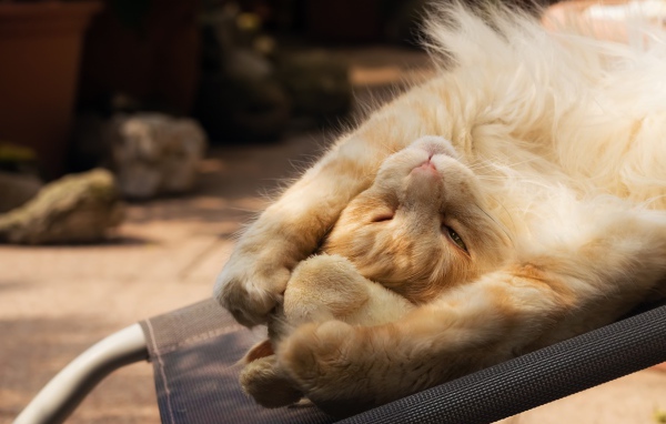 Рыжий кот спит на кресле 