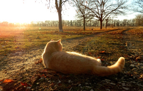 Рыжий кот лежит на земле в лучах осеннего солнца