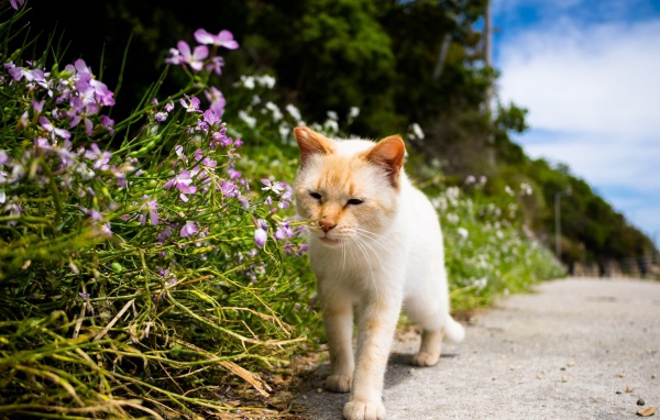 Рыжий кот рядом с цветами у дороги 