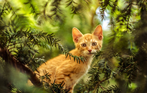 Рыжий любопытный котенок сидит в зеленых ветках