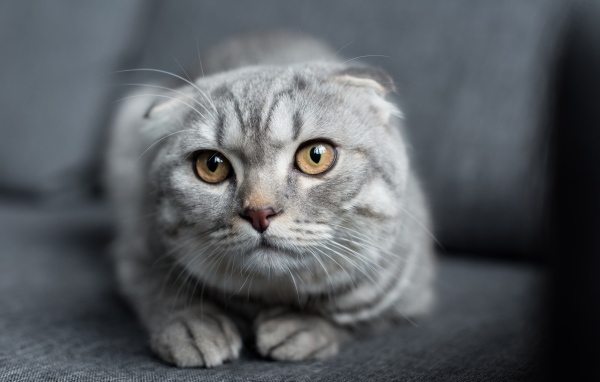 Шотландская вислоухая кошка лежит на диване