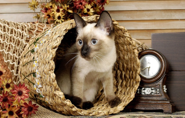 Сиамский голубоглазый кот сидит в корзине