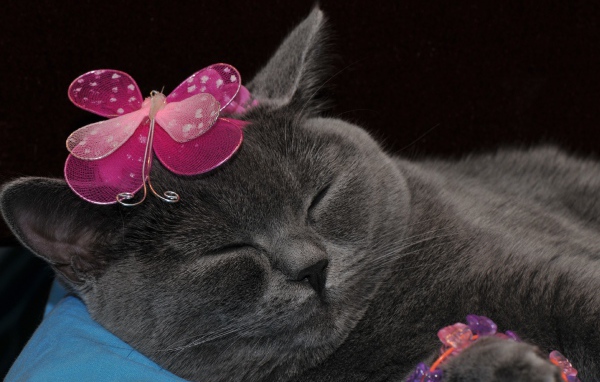 Спящий британский кот с украшением на голове