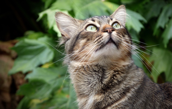 Взгляд серого зеленоглазого кота на фоне зеленых листьев