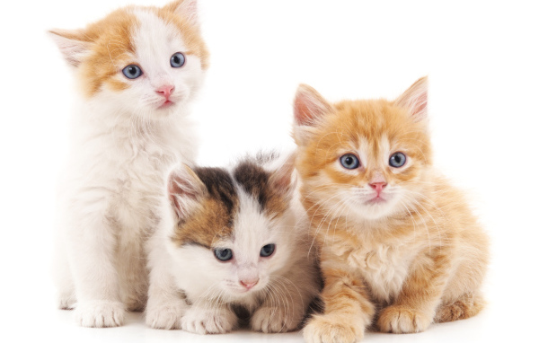 Три маленький красивых котенка на белом фоне