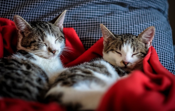 Два кота спят на кровати