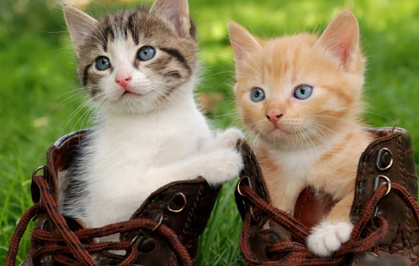 Два маленьких милых котенка сидят в ботинках