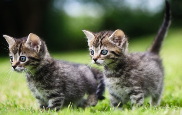 Два маленьких серых котенка в зеленой траве