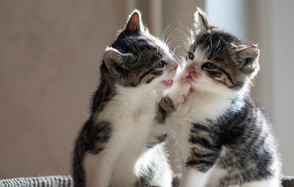 Два маленьких котенка играют друг с другом