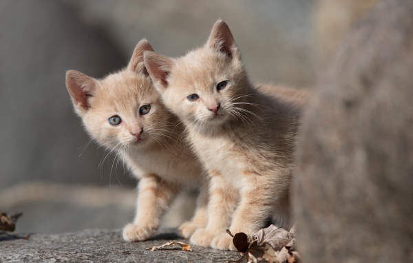 Два маленьких рыжих котенка 
