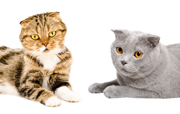 Два породистых вислоухих кота на белом фоне