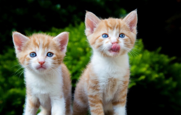 Два маленьких рыжих голубоглазых котенка
