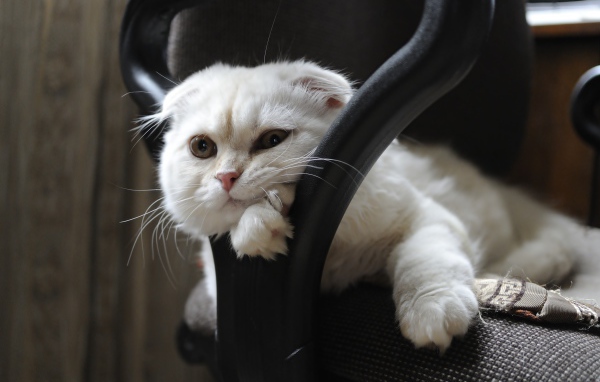 Белая шотландская вислоухая кошка лежит в кресле