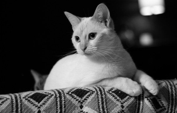 Белый кот лежит на диване черно белое фото 