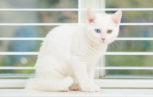 Белый котенок с разноцветными глазами на окне