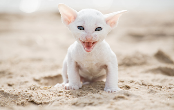 Белый маленький котенок породы Корниш-рекс