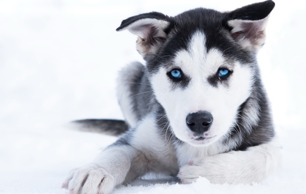 Голубоглазый щенок хаски лежит на снегу