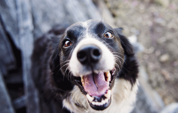 Веселая собака бордер колли с открытой пастью