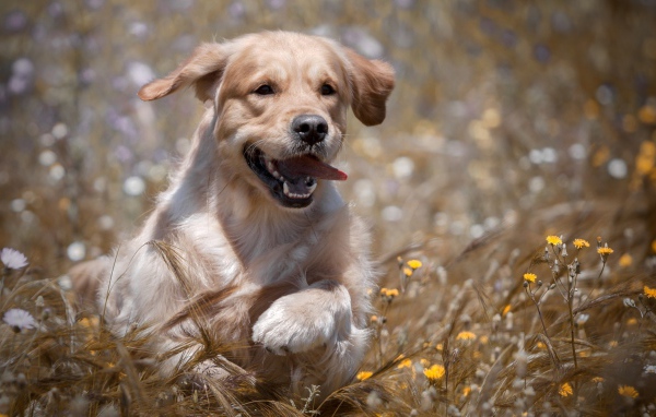 Веселый золотистый ретривер бежит по пшеничному полю