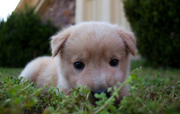 Маленький милый щенок лежит в зеленой траве