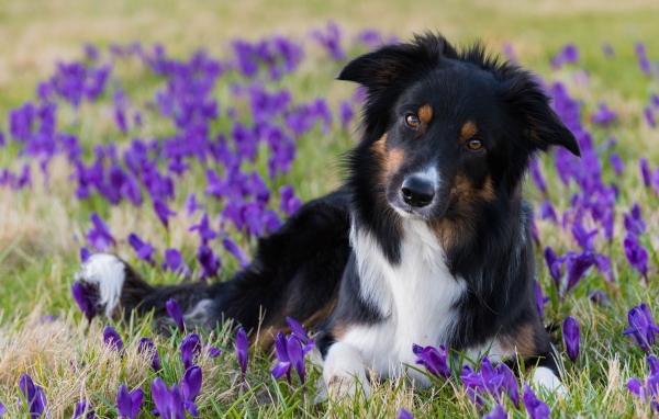 Собака породы бордер колли лежит на поле с фиолетовыми крокусами