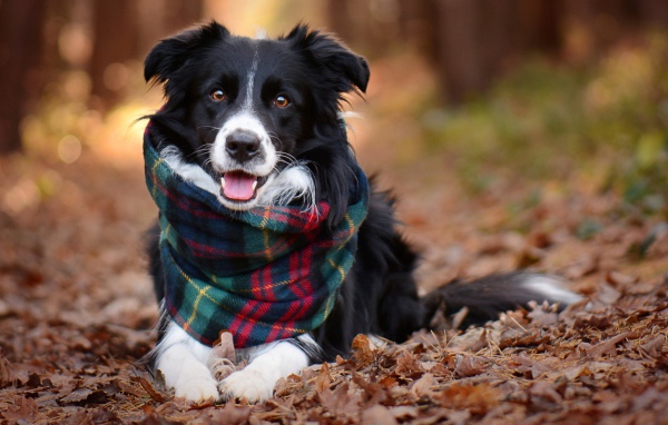 Собака породы бордер колли с шарфом лежит на сухой траве