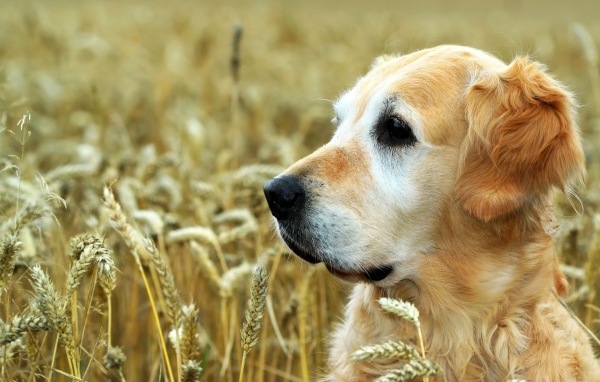 Собака породы золотистый ретривер сидит в поле пшеницы