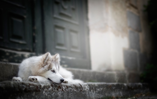 Верный породистый пес на ступенях у дома