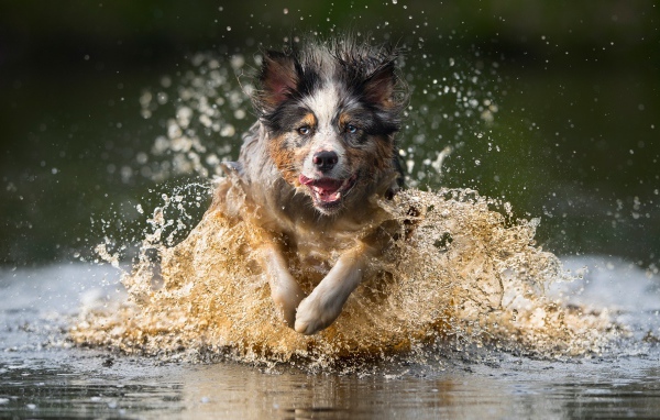 Радостная собака бежит по воде