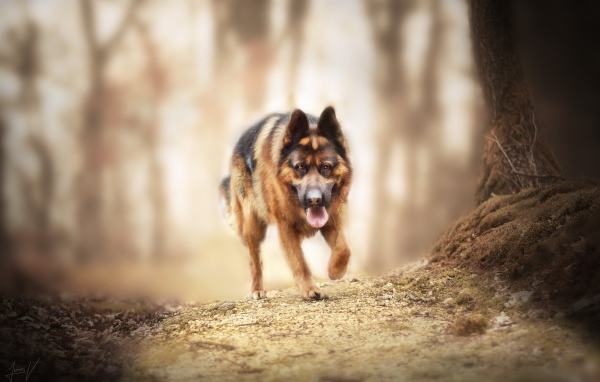 Большая немецкая овчарка бежит по лесной дороге 