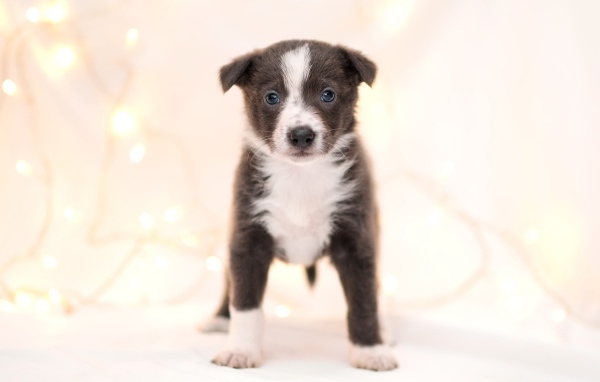 Маленький забавный щенок