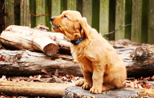 A little golden retriever sits on a stump.