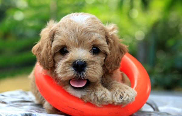 Маленький щенок со спасательным кругом