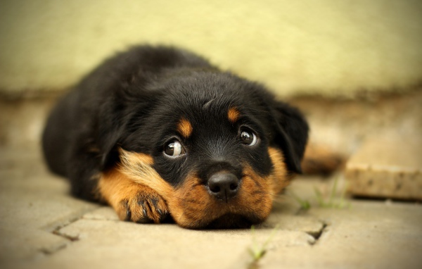 Маленький грустный щенок ротвейлера