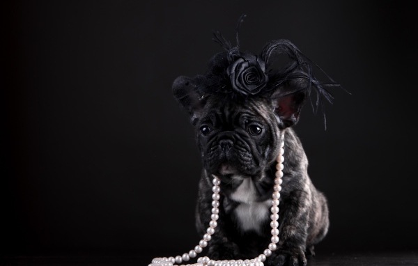 Щенок французского бульдога в бусах и шляпке