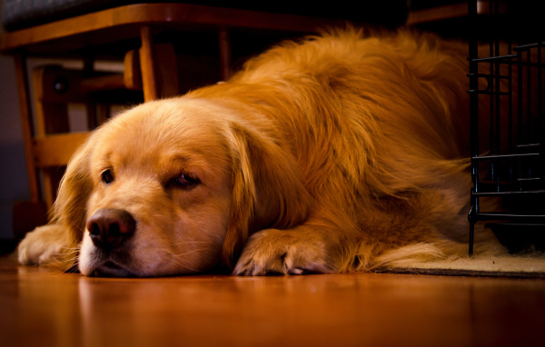 Грустный золотистый ретривер лежит под столом
